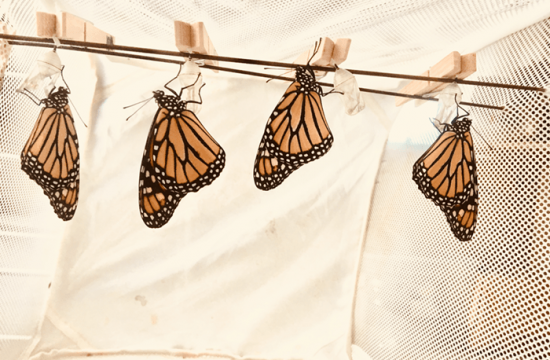 Four of Robert Niederhoff ‘s butterflies having just emerged from their chrysalises, dry their wings before preparing for their first flight.