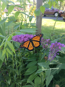 Photo taken by Robert Niederhoff in his garden in Liverpool.